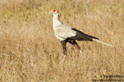 TANZANIA
